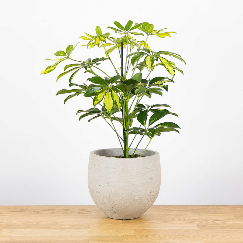 Schefflera arbor. 'Janine' 