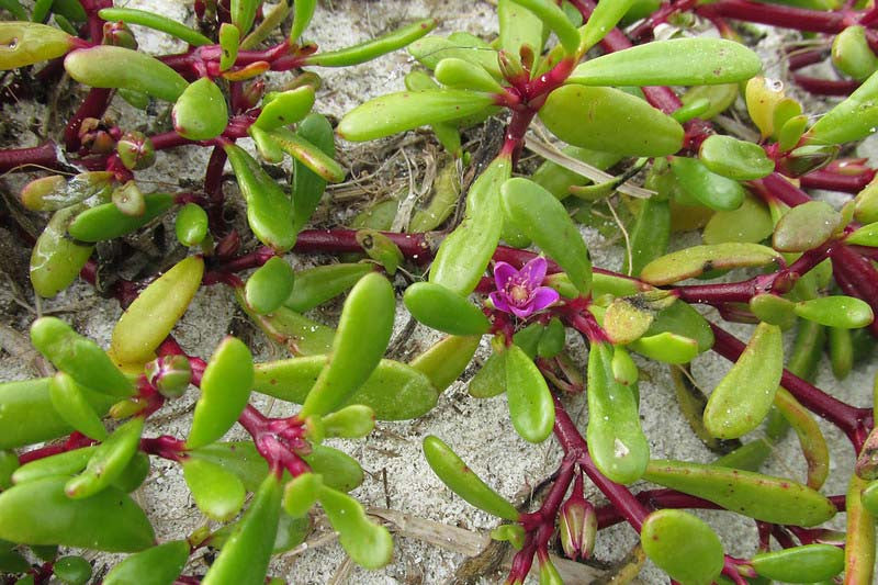 Sesuvium portulacastrum