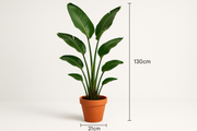 Strelitzia nicolai 21CM POT,130CM HT