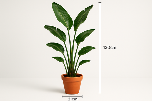 Strelitzia nicolai 21CM POT,130CM HT