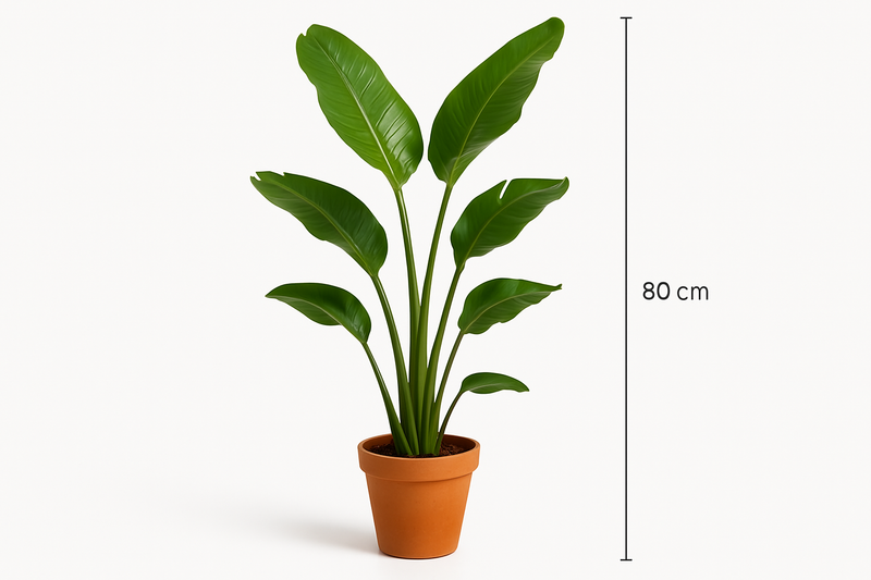 Strelitzia nicolai Strelitzia Nicolai -17CM POT,80CM HT