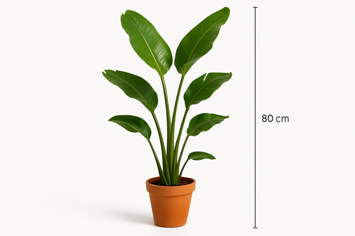 Strelitzia nicolai Strelitzia Nicolai -17CM POT,80CM HT