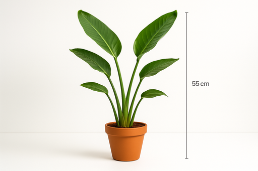 Strelitzia reg. no flowers 12CM POT,55CM HT