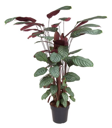 Ctenanthe setosa 'Compactstar' 17CM POT,65CM HT - Calathea