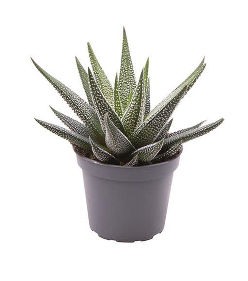Haworthia fasciata 'Concolor'