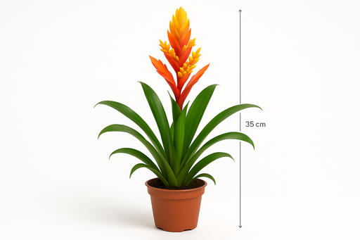 Vriesea 'Astrid' Multiflower 12CM POT,35CM HT
