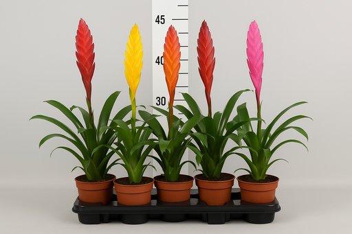 Vriesea mix 5 mixed in tray 12CM POT,45CM HT