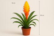 Vriesea 'Shannon' Multiflower Yellow/Orange 12CM POT,35CM HT
