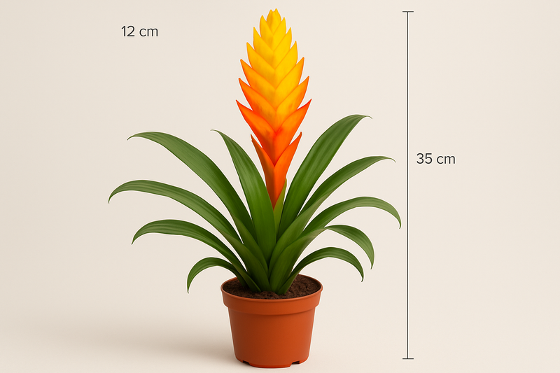 Vriesea 'Shannon' Multiflower Yellow/Orange 12CM POT,35CM HT
