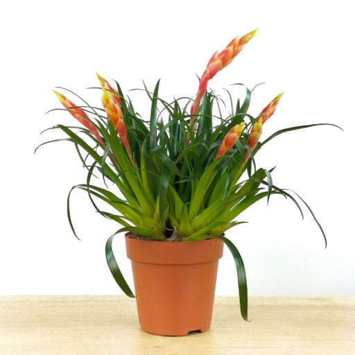 Vriesea 'Shannon'