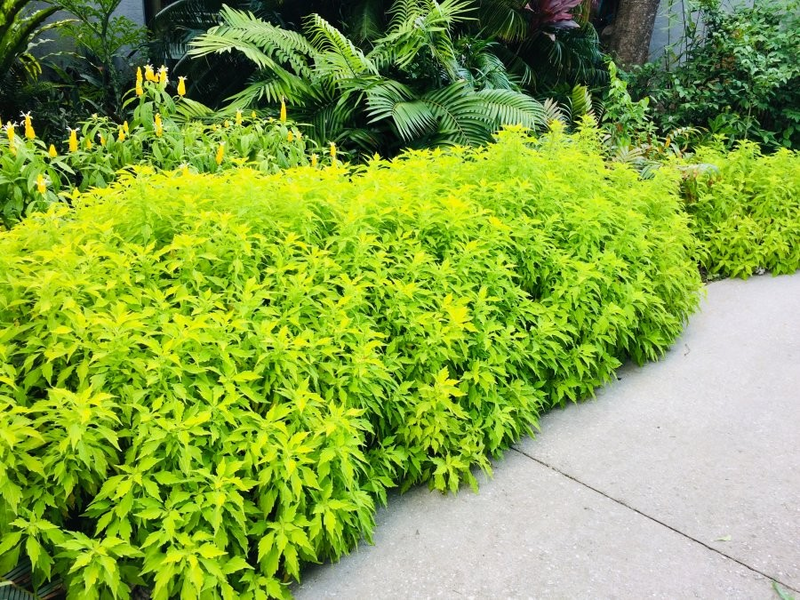 Alternanthera "Green" (10 - 15cm Height in 10cm Pot)