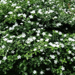 Wrightia milky way 30 - 40cm Ht, 1PP in 15cm Pot