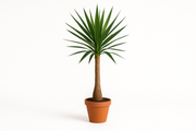 Yucca elephantipes ... Maya Tree 23CM POT,130CM HT
