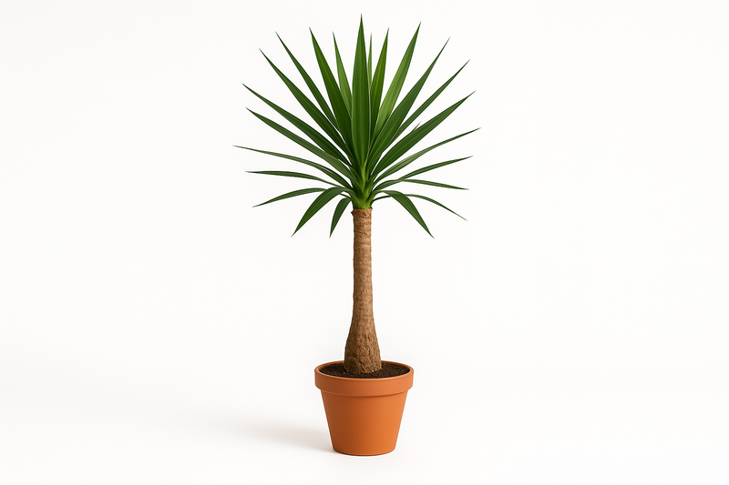 Yucca elephantipes ... Maya Tree 23CM POT,130CM HT
