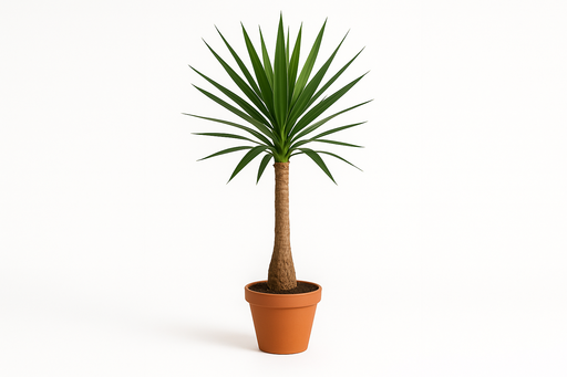Yucca elephantipes ... Maya Tree 23CM POT,130CM HT
