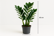 Zamioculcas zamiifolia 4+ spike 12CM POT,40CM HT