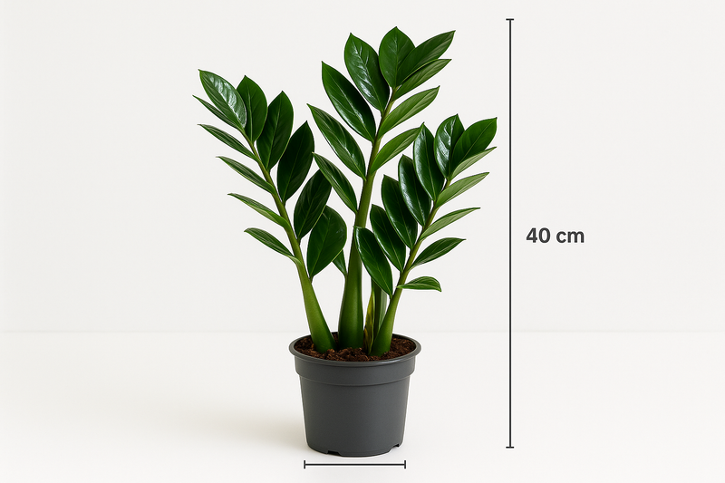 Zamioculcas zamiifolia 4+ spike 12CM POT,40CM HT